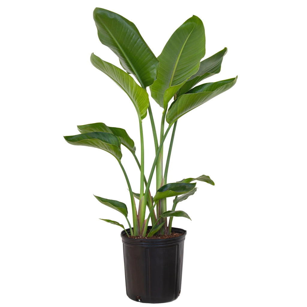 Bird Grower inch Paradise Live United in Nursery 26-32 Plant Tall Pot inches of White 9.25