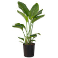 Bird Grower inch Paradise Live United in Nursery 26-32 Plant Tall Pot inches of White 9.25