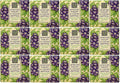 12 Company Bulk Soap Bay Cocoa Butter) & (African Packs of Trading Violet 1.9oz Greenwich
