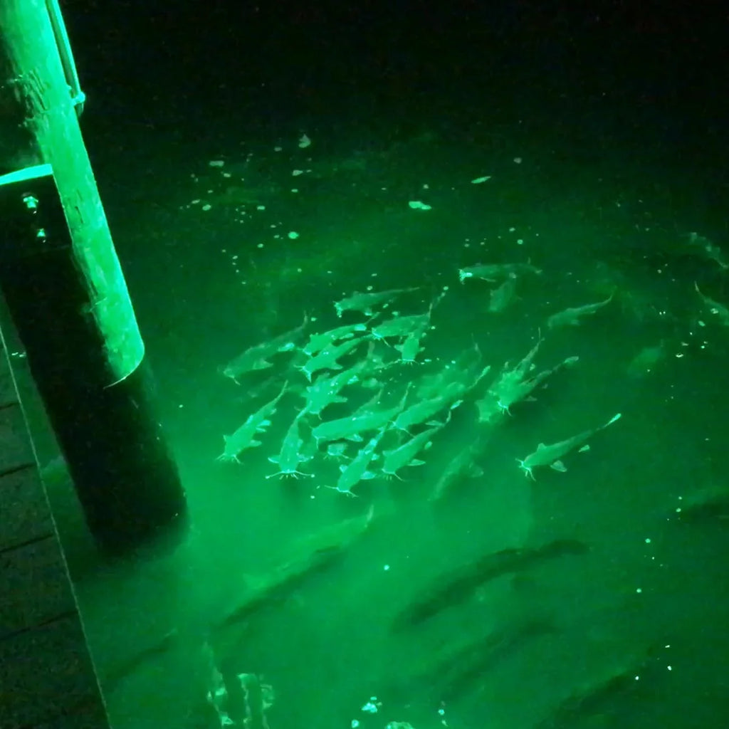 Boat Game 100w Rite Green & Blazer Dock Game and LED Floodlight Angler Fish Fish Attracting Hunting for 110v Light