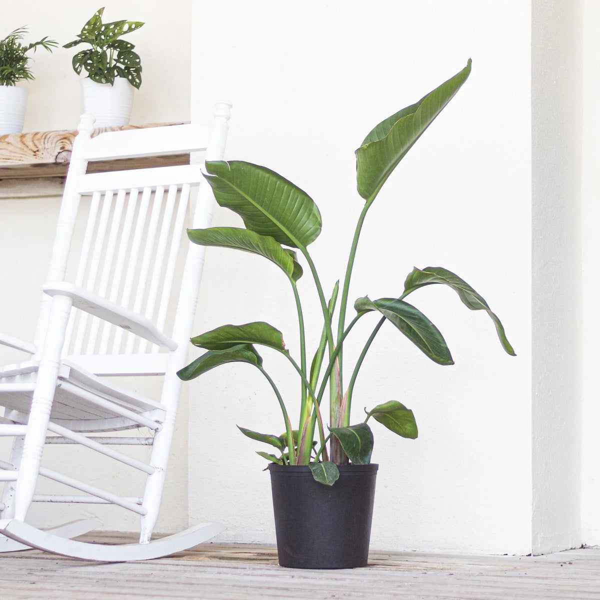 Bird Grower inch Paradise Live United in Nursery 26-32 Plant Tall Pot inches of White 9.25